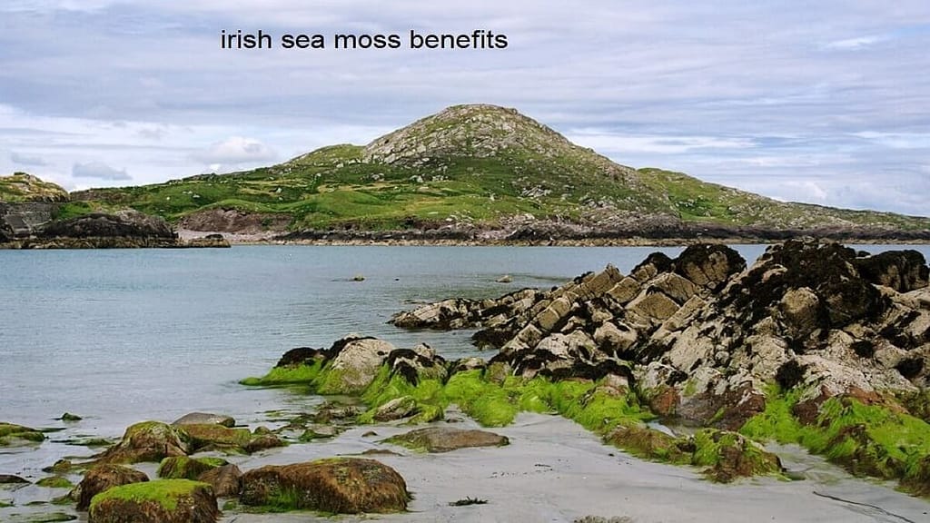 Irish Sea Moss